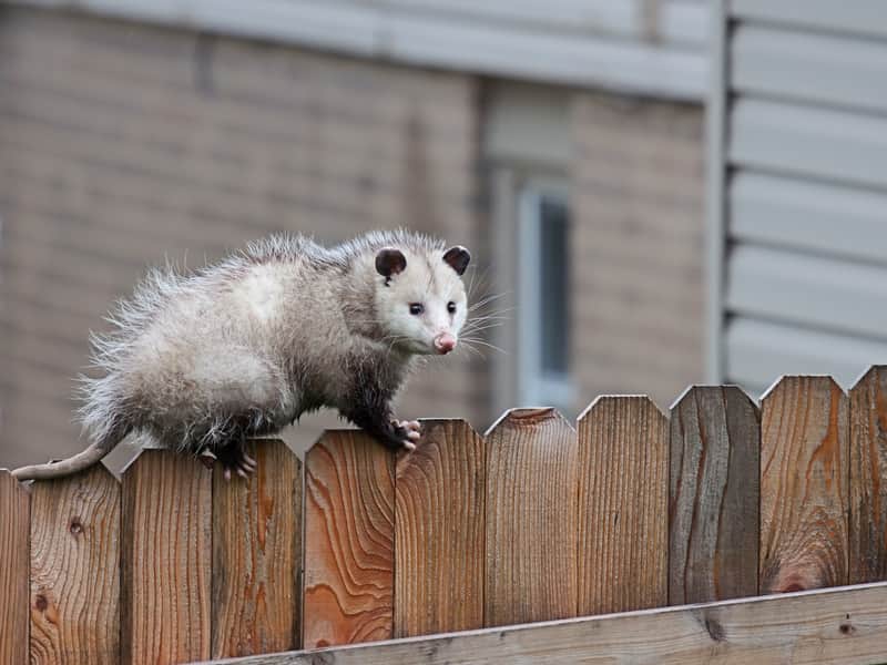 opossum on a fence