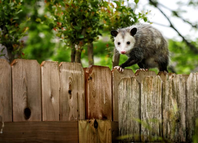 nuisance animals in yard