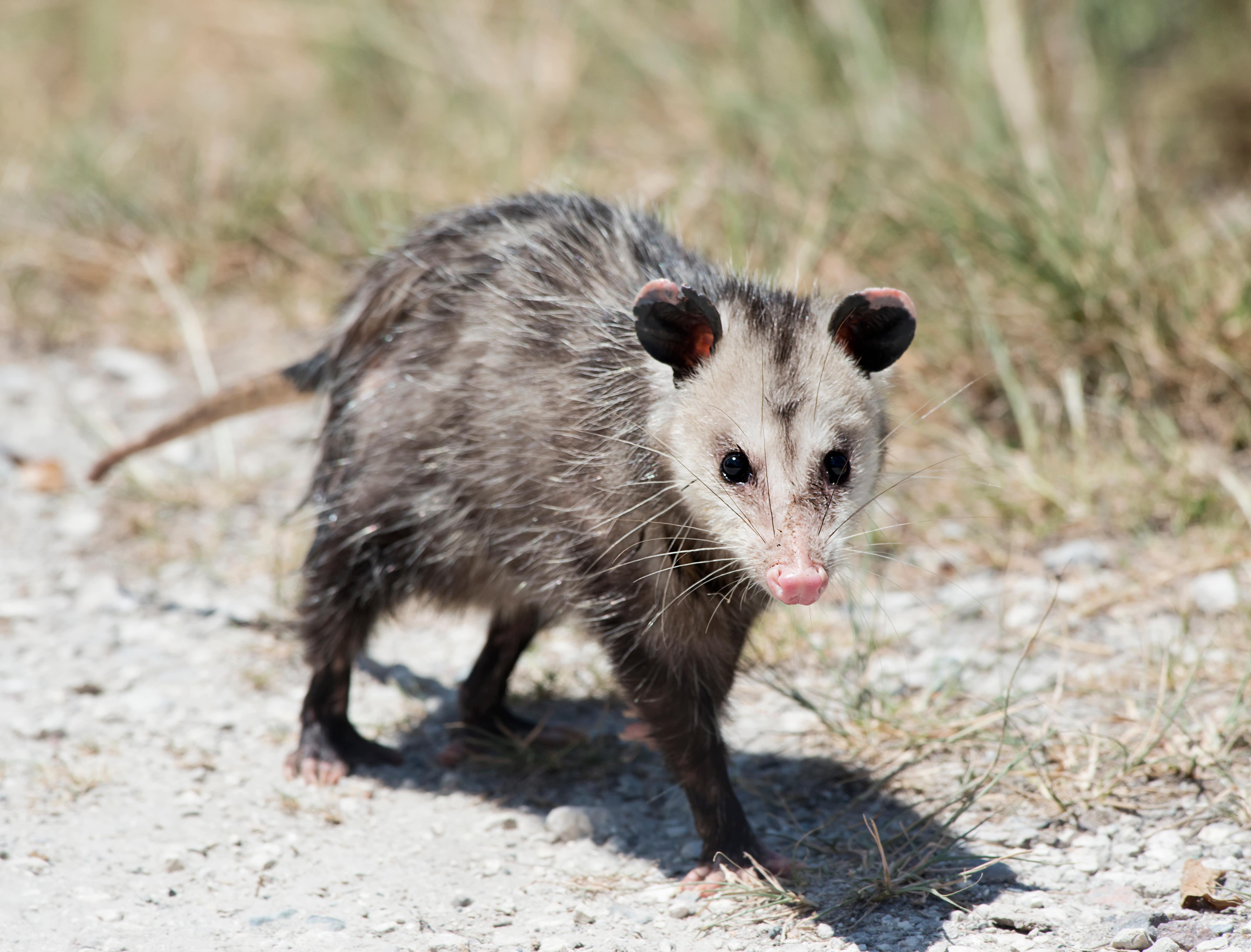 opossum walking on sandy ground