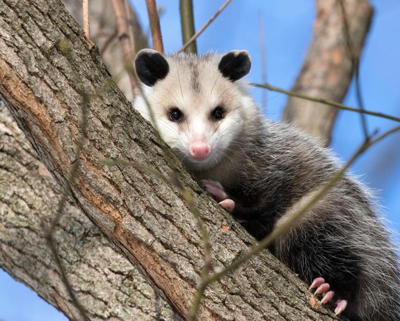opossum in tree
