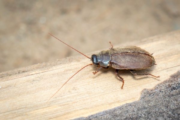 Pacific cockroach