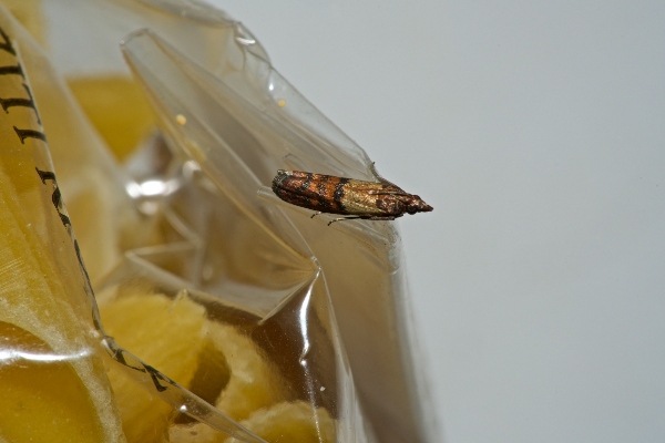 Indian Meal Moth