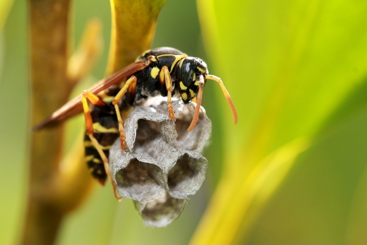 paper wasp building nest