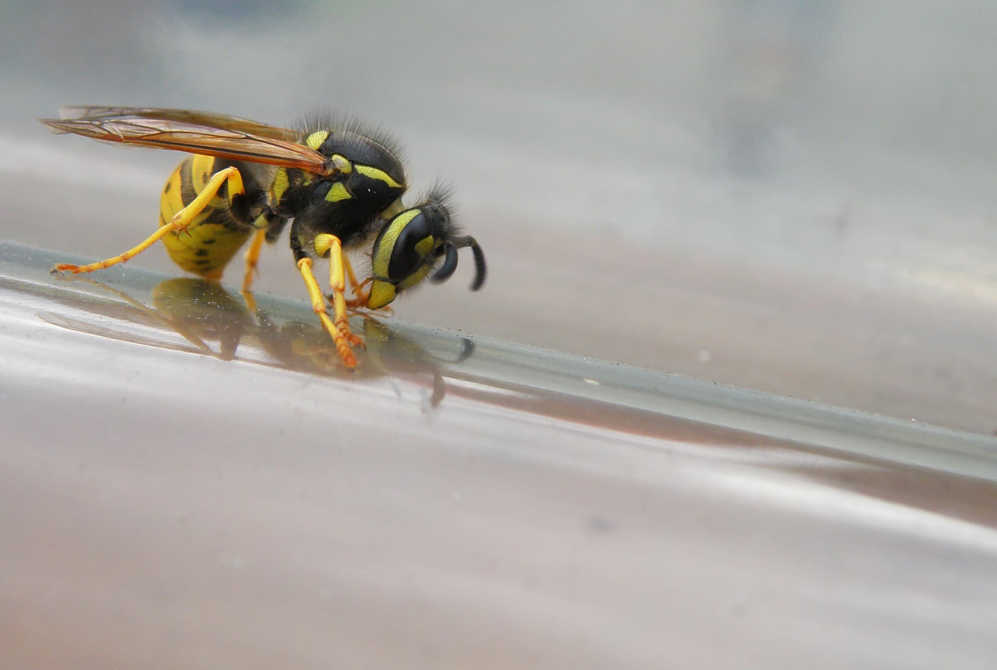 how to get rid of wasps