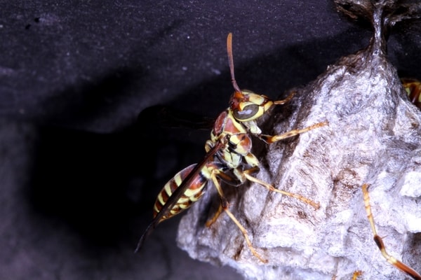 paper wasp main