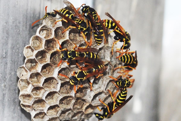 how to get rid of wasps