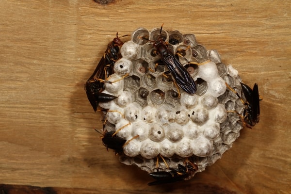 paper wasps