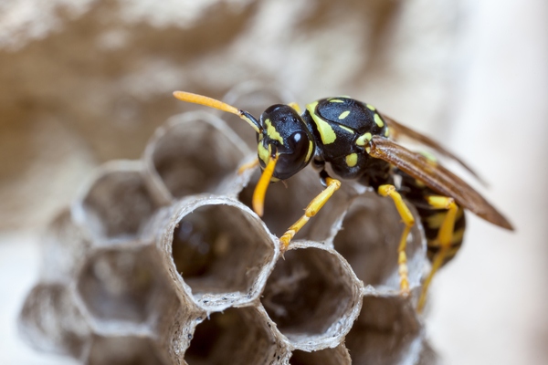 how to get rid of wasps