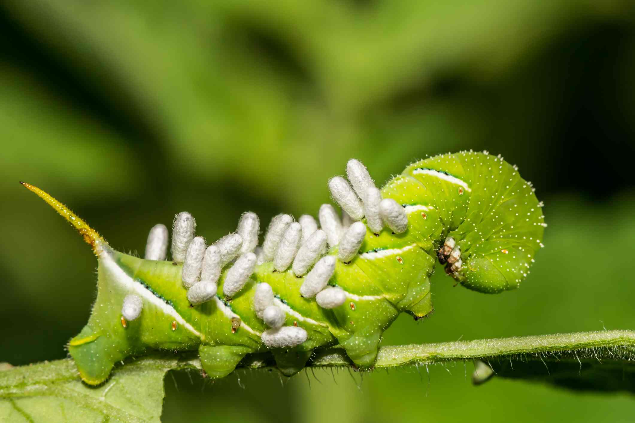 Tobacco Hornworm covered with white parasitoid wasp eggs
