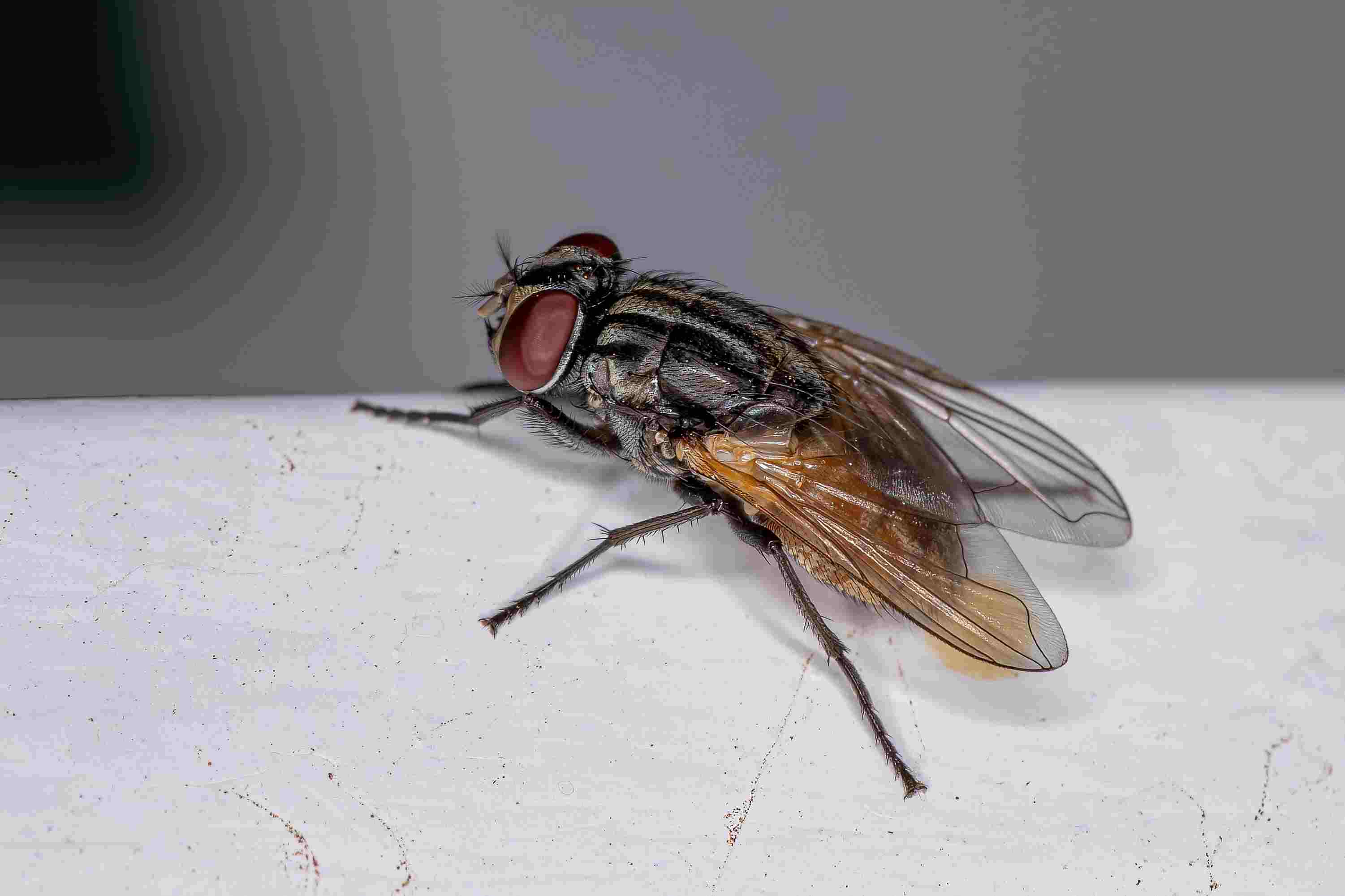 pest-guide-flies