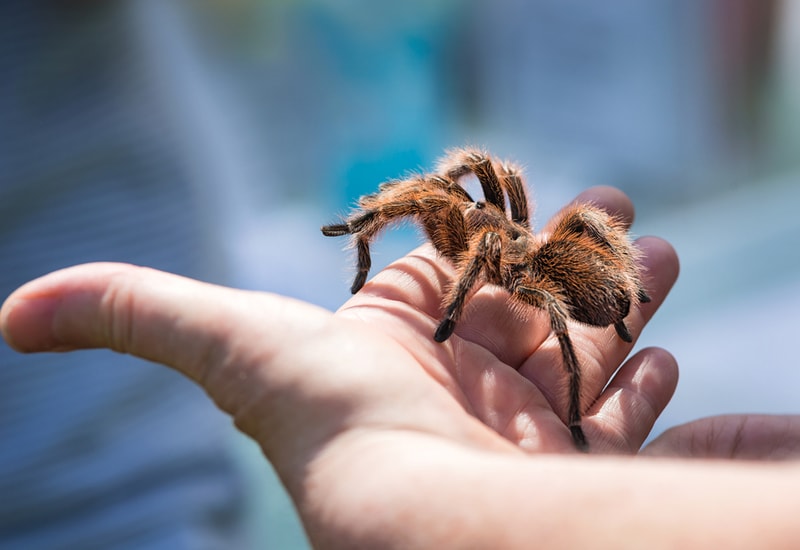 Tarantula on hand