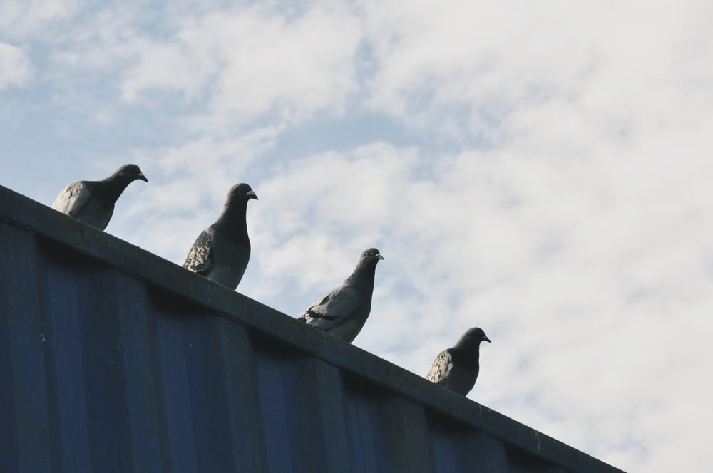 pigeons on building roof
