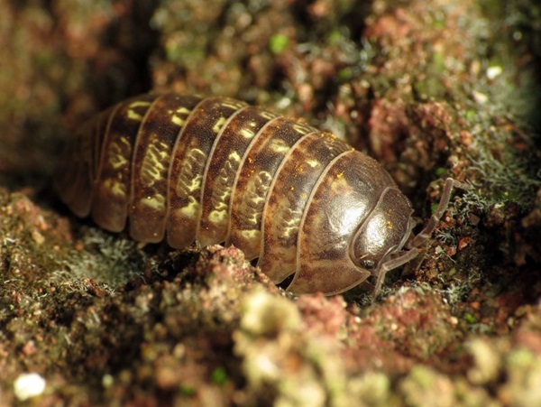 pill bug