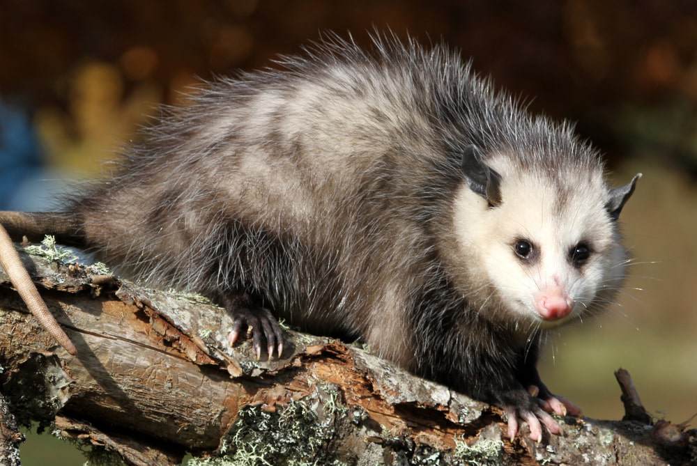 opossum standing on tree log