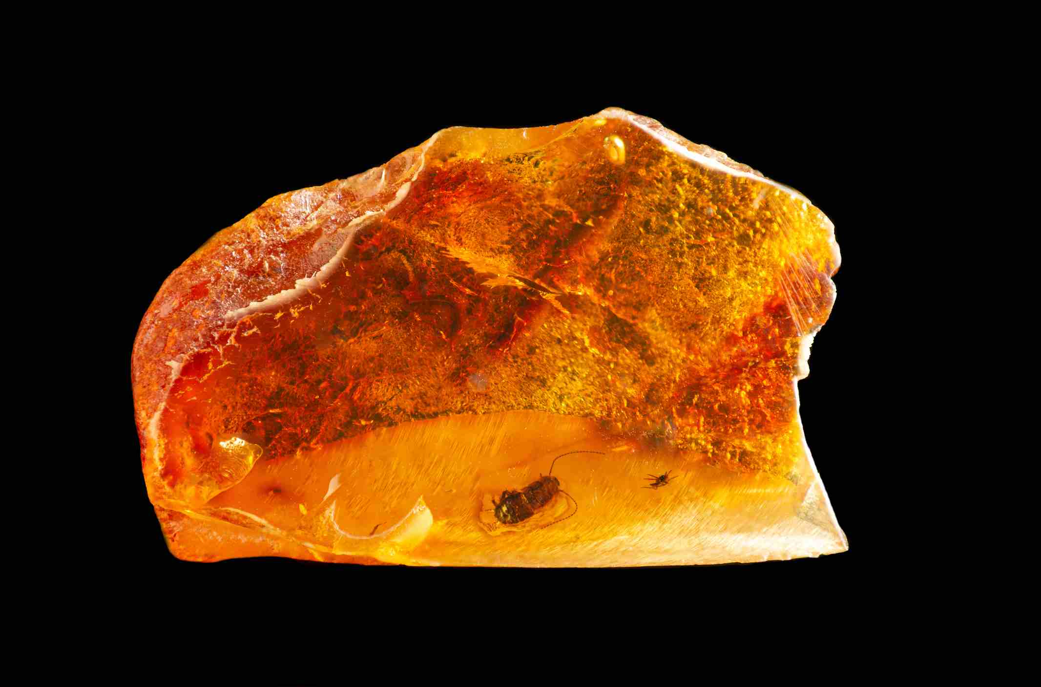 prehistoric bug in amber