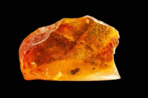 prehistoric bug in amber