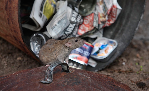 rat in trash
