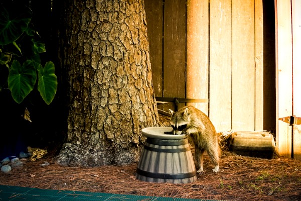 raccoon drinking from bird bath