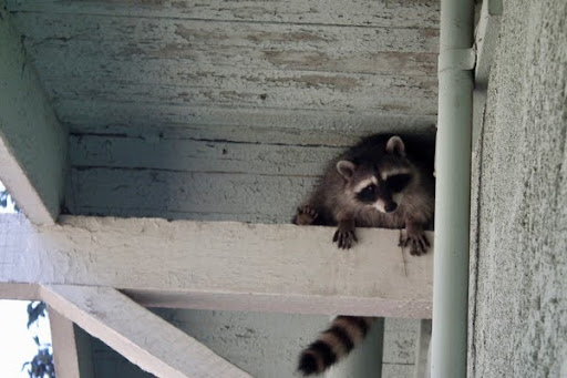 raccoon in a rafter