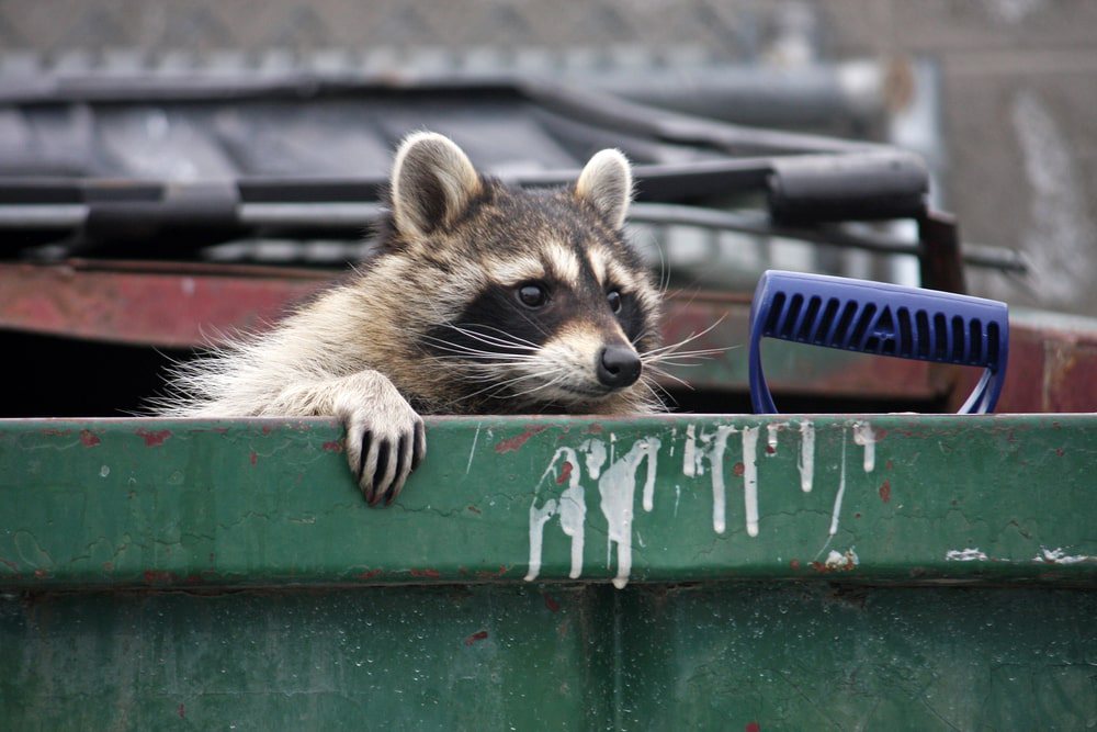 raccoon proof garbage can