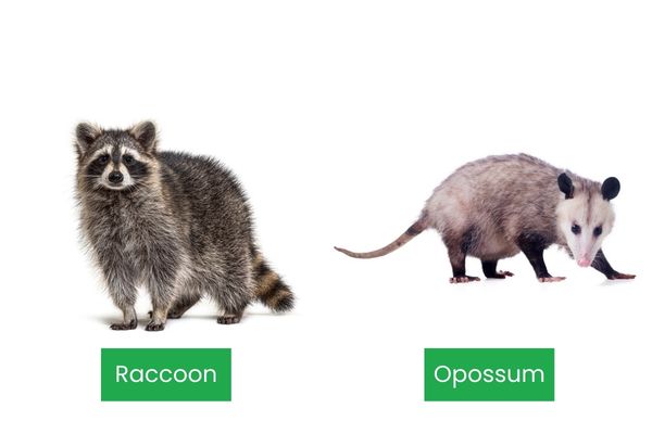 raccoon and opossum comparison