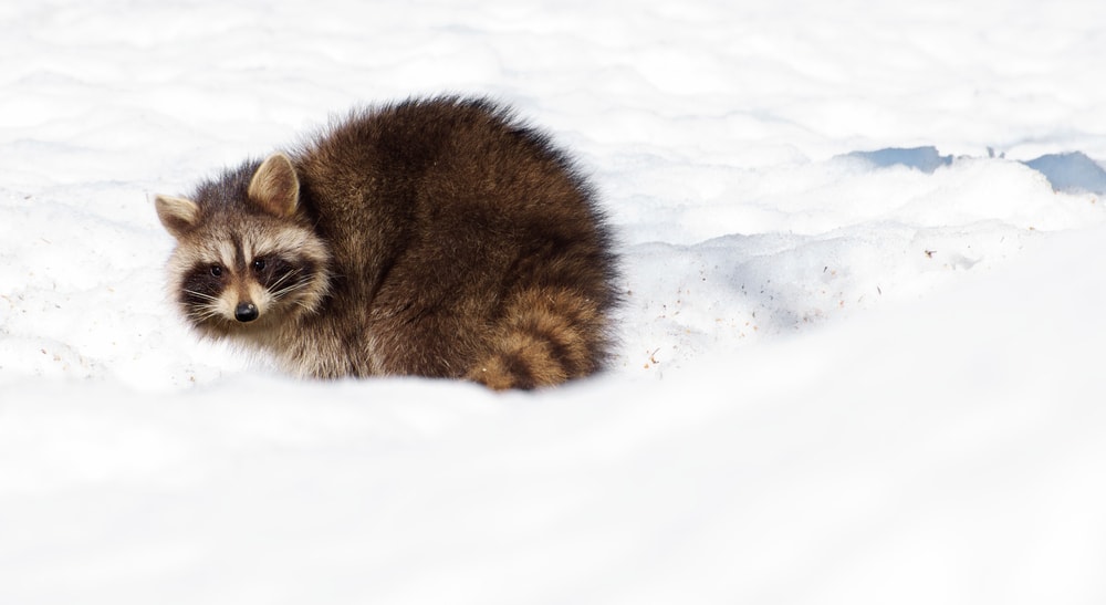 raccoons winter