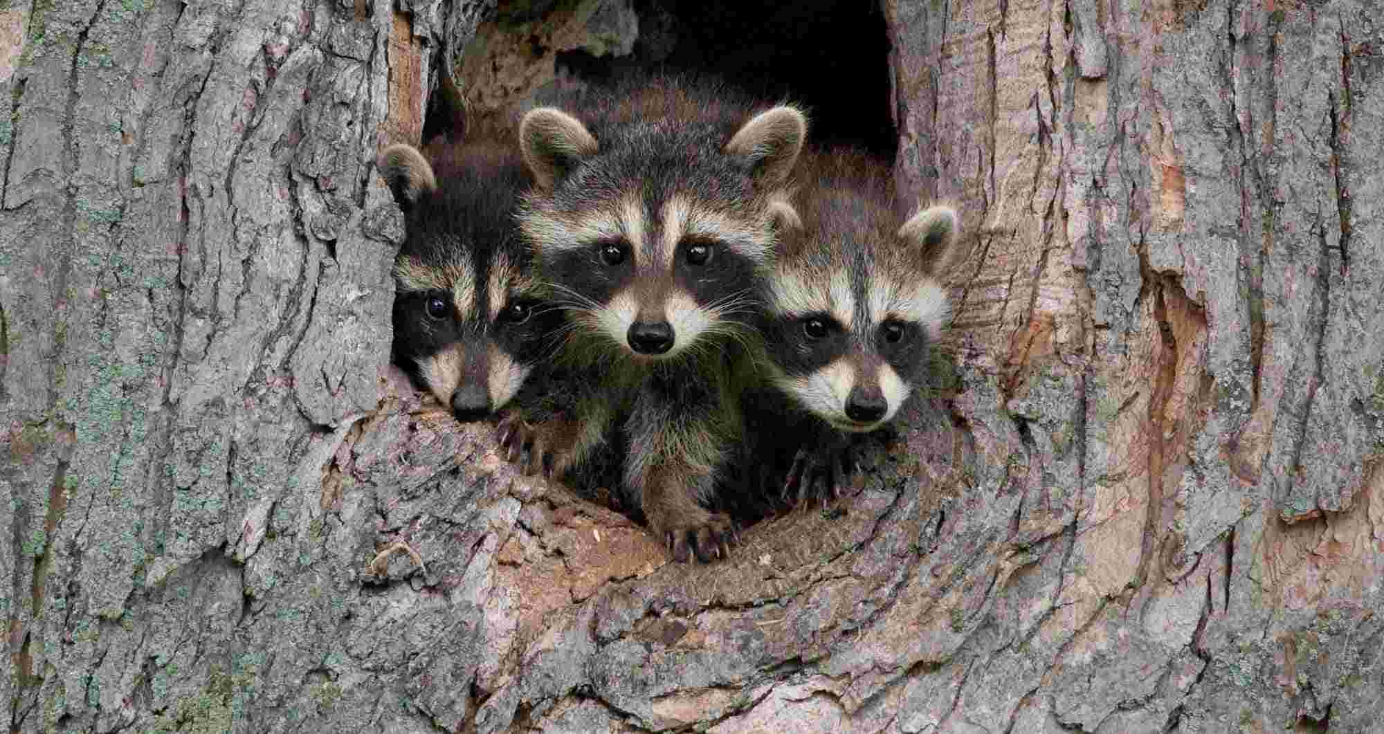 raccoons in tree