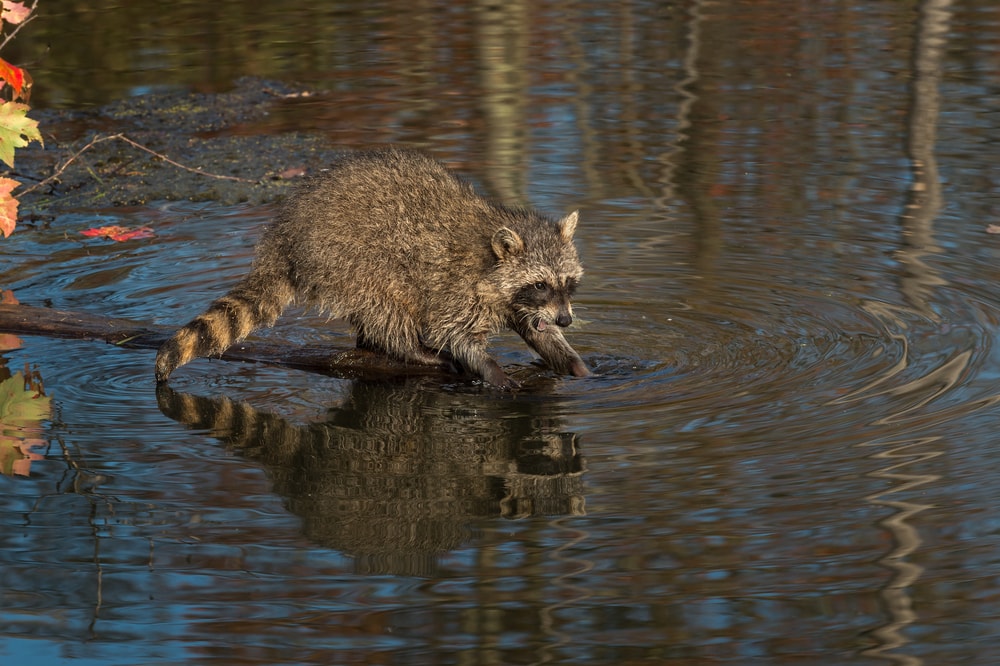 raccoons eat