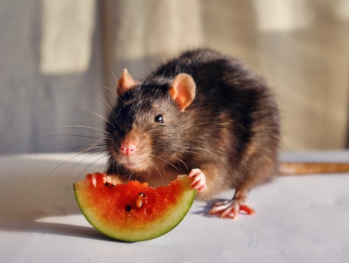 rat eating mini watermelon