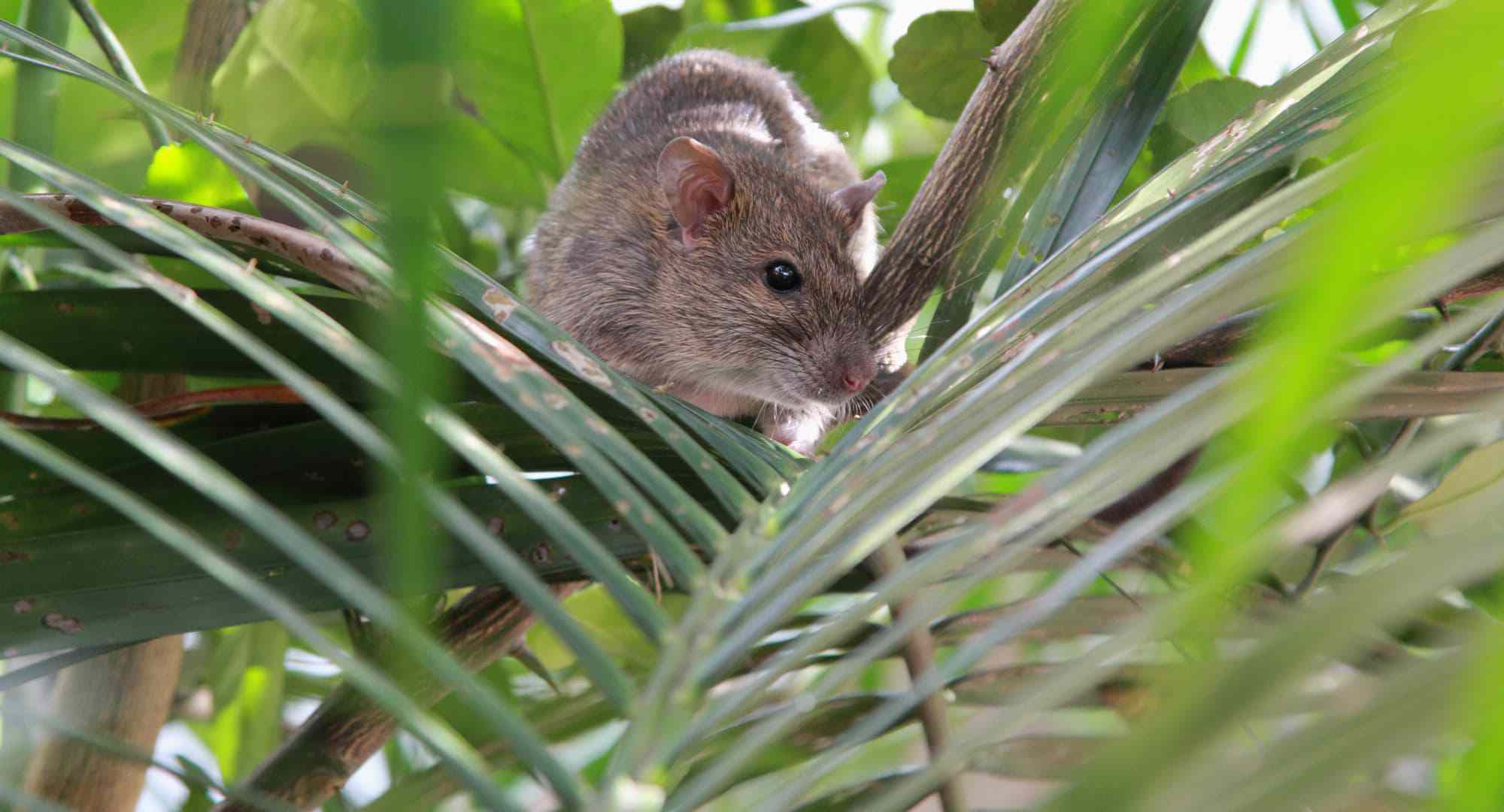 rat in palm plant