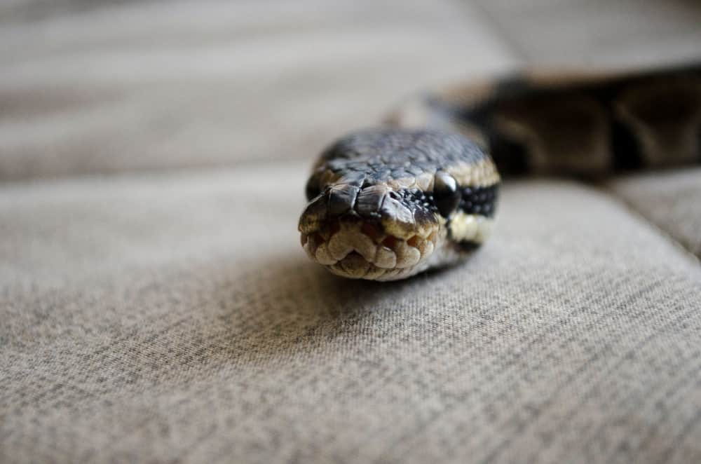 Snake closeup