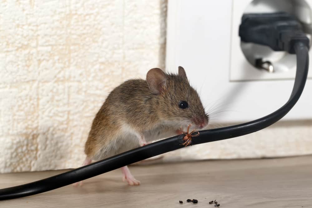 Mouse chewing cable