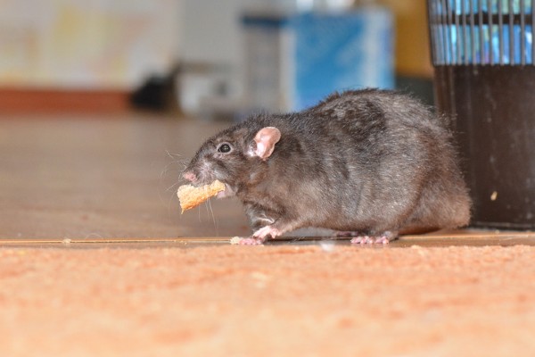 rat with cracker piece