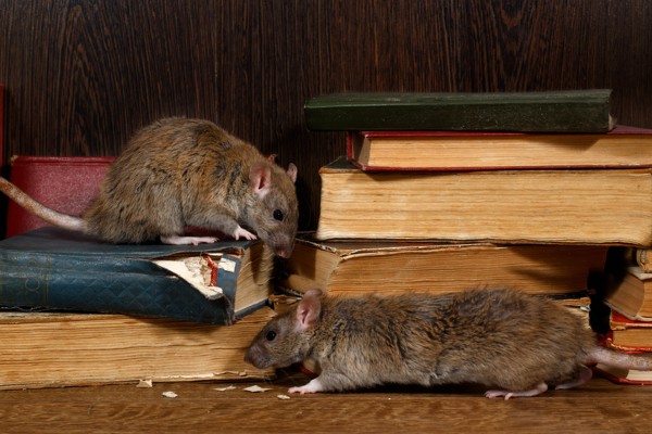 rats gnawing on books