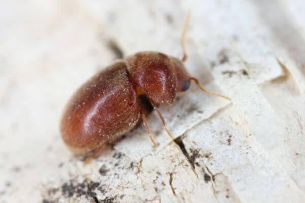 red beetle on floor
