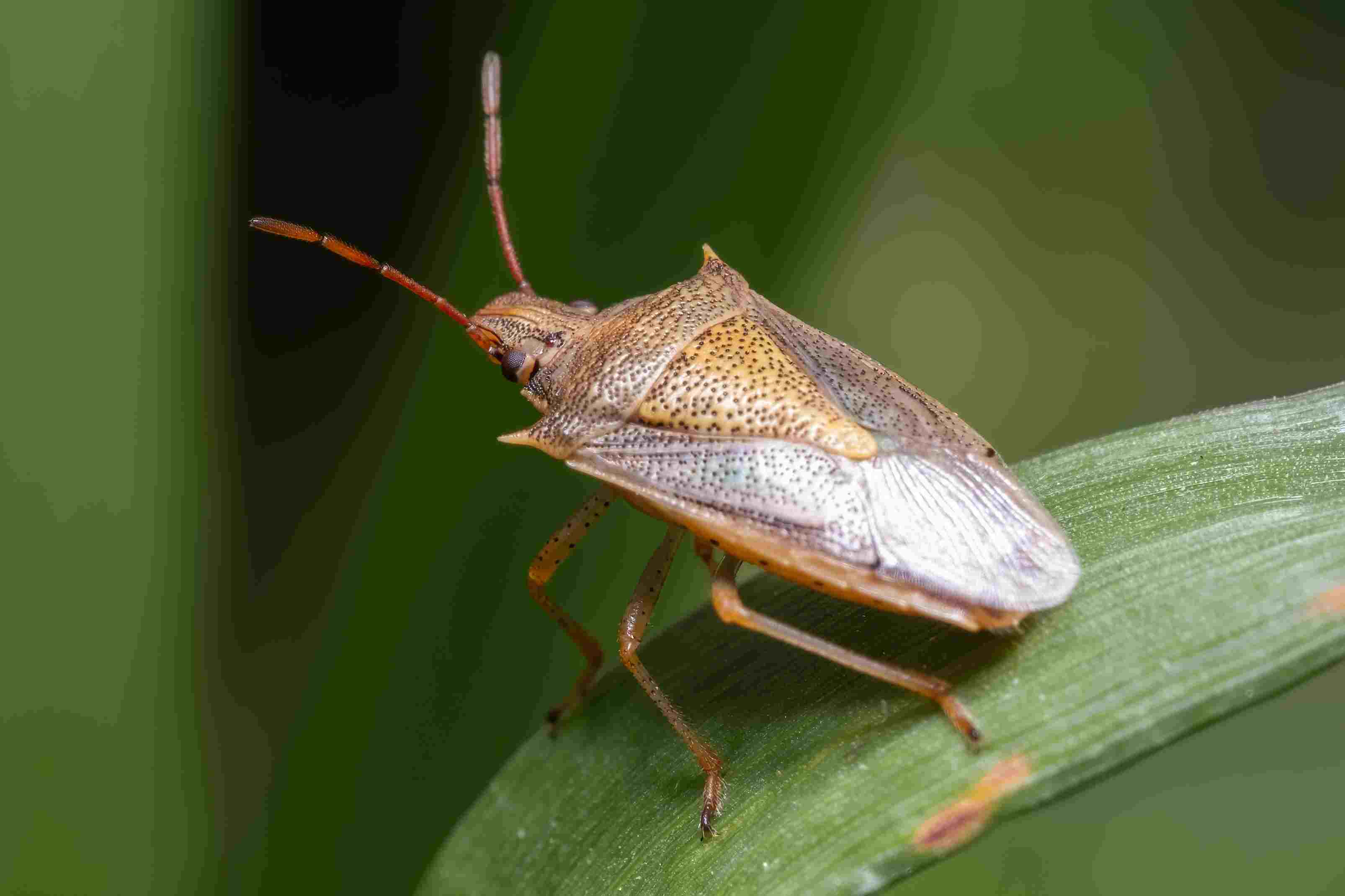 rice stink bug on green leaf