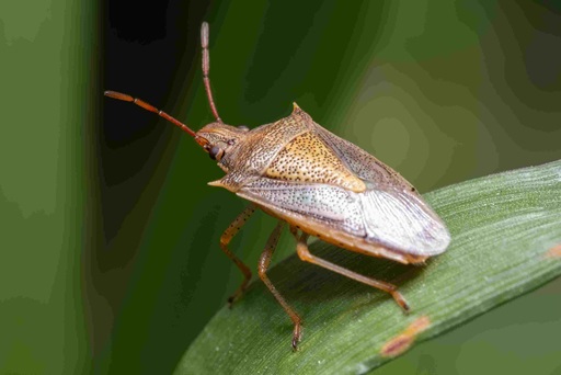 rice stink bug on green leaf