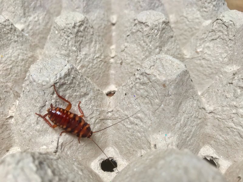 brown banded cockroach photo