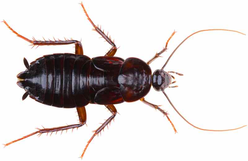 oriental cockroach photo