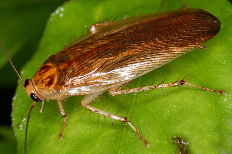 What Brings Cockroaches Inside After a Heavy Rain