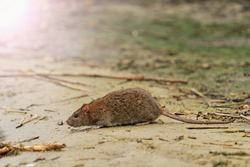 hantavirus and rodents