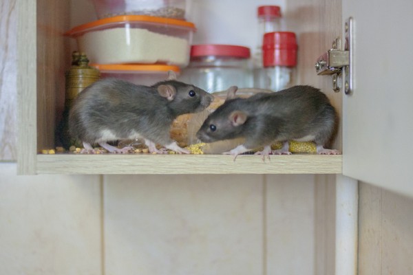 rodents contaminating kitchen