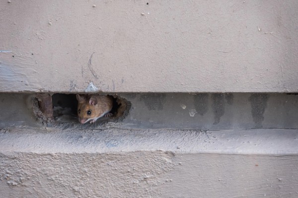 mouse poking out of hole
