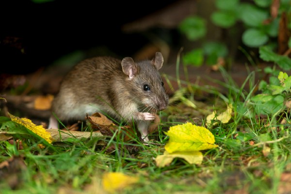 rat in leaves