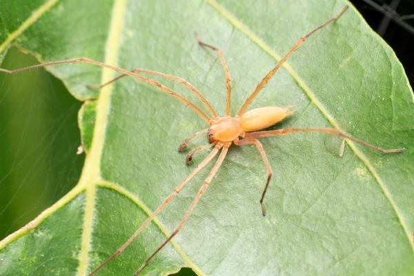 sac spider on leaf