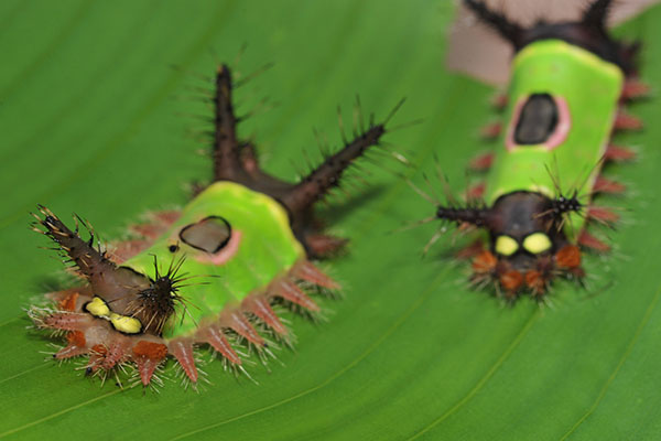 Saddleback caterpillar