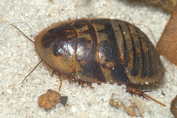 Sand cockroach