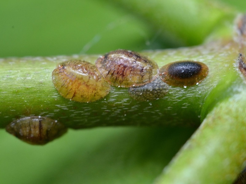 scale insect