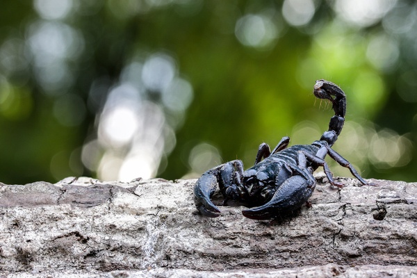 scorpion