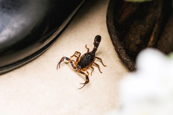 scorpion by shoe